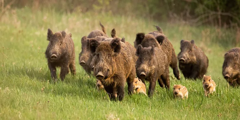 Mehrere Wildschweine und Frischlinge rennen über eine Wiese