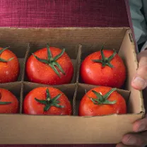 Tomaten in Pappkarton