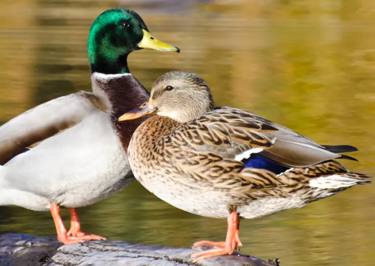 Entenpärchen auf Holzstamm im Wasser