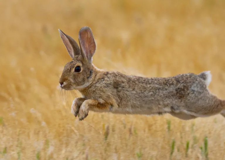 Kaninchen springt auf einem Feld herum