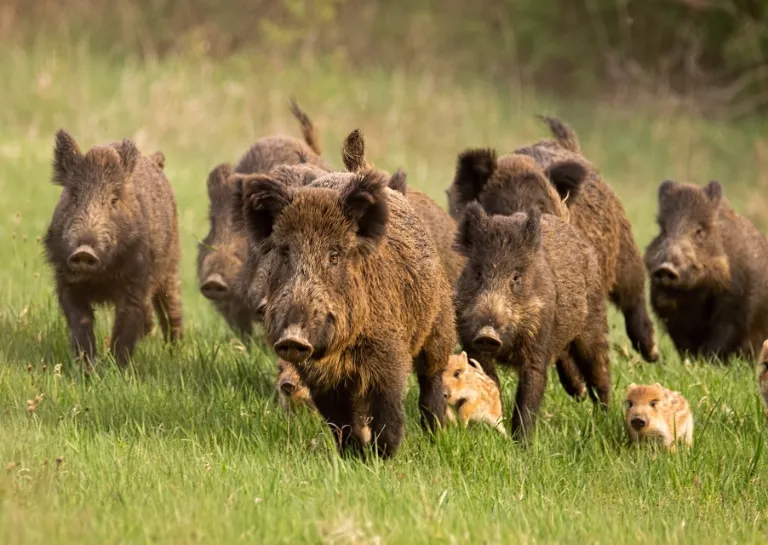 Mehrere Wildschweine und Frischlinge rennen über eine Wiese
