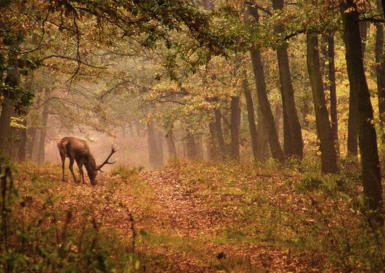 Reh frisst auf einem Waldweg im Herbst