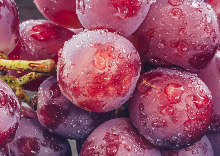 Frische rote Weintrauben am Rebstock hängend