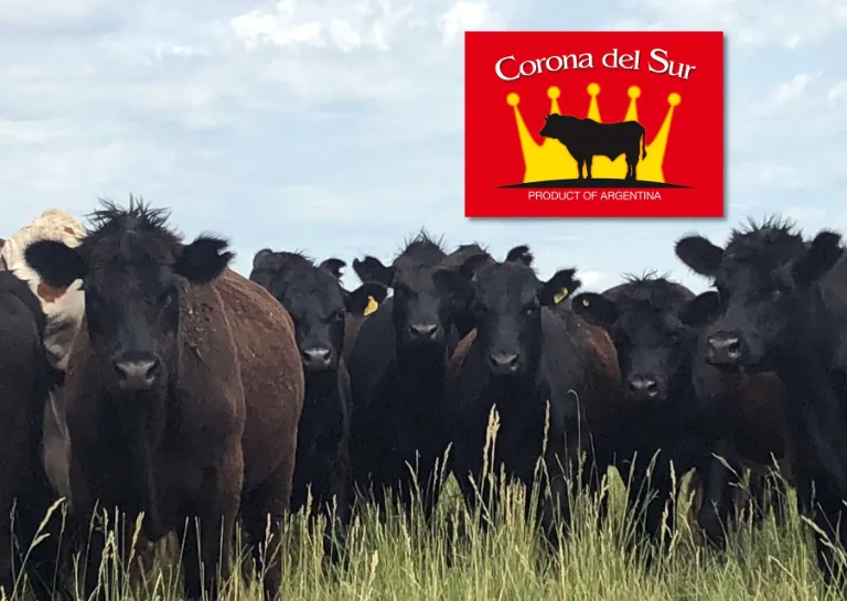 Die südamerikanische Pampa ist die Heimat der Angus-Rinder, die für Corona del Sur auf natürlichen Weidegründen gehalten werden.