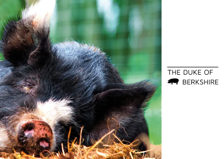 Duke-Schwein auf der Weide