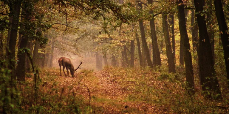 Reh frisst auf einem Waldweg im Herbst