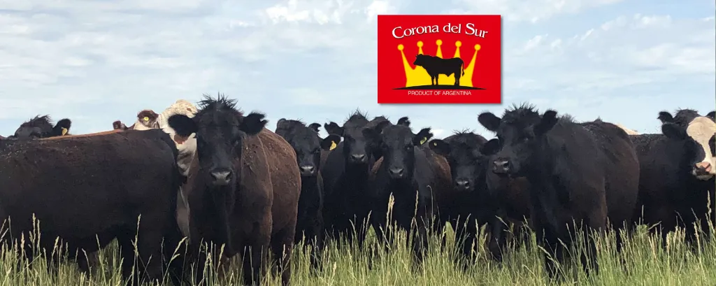 Die südamerikanische Pampa ist die Heimat der Angus-Rinder, die für Corona del Sur auf natürlichen Weidegründen gehalten werden.
