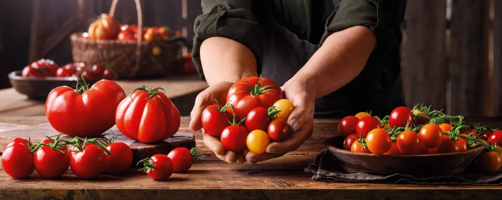 Verschiedene Tomatensorten werden auf einem Tisch und in Händen präsentiert.