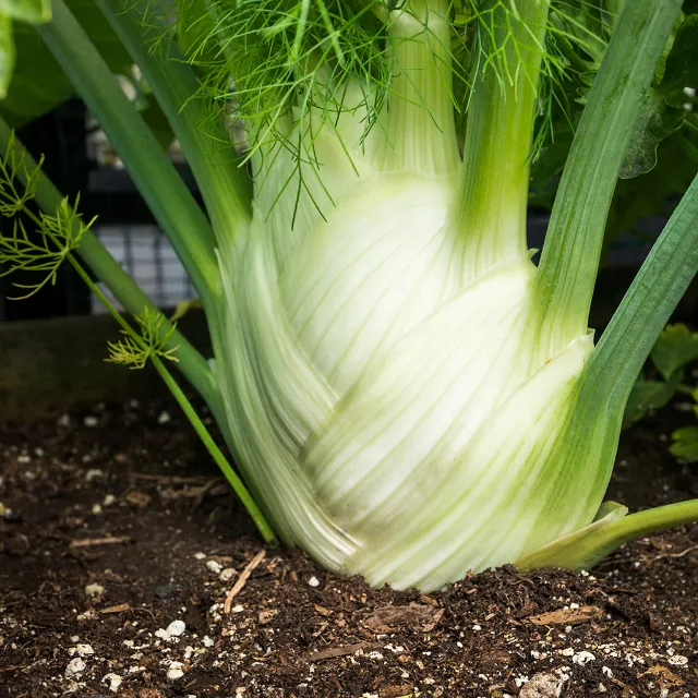 Fenchel auf dem Feld