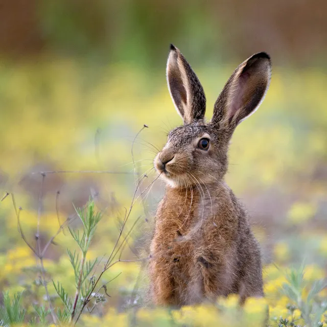 Kaninchen sitzt in Wiese mit gelben Blumen
