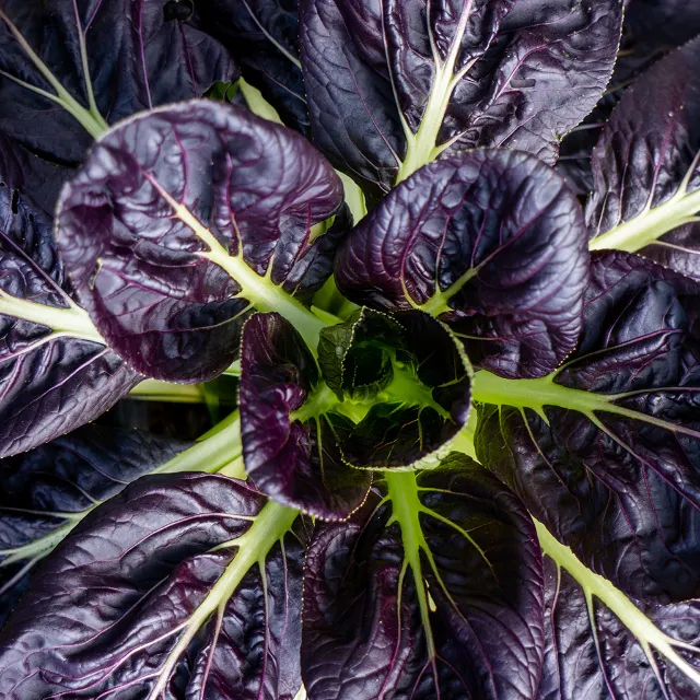 Purple Lady Pak Choi - Pak Choi mit lilanen Blättern in Nahaufnahme