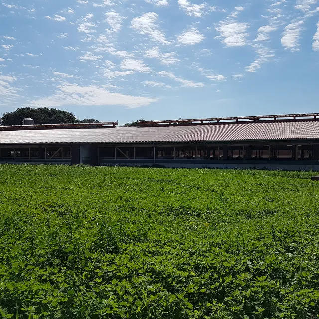 The Duke of Berkshire Exzellente Fleischqualität