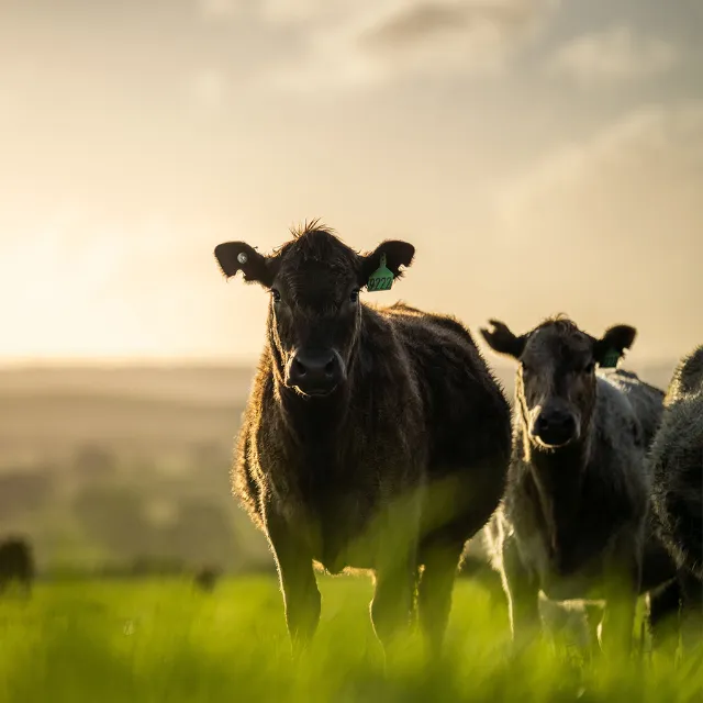 Angus-Rinder auf der Weide